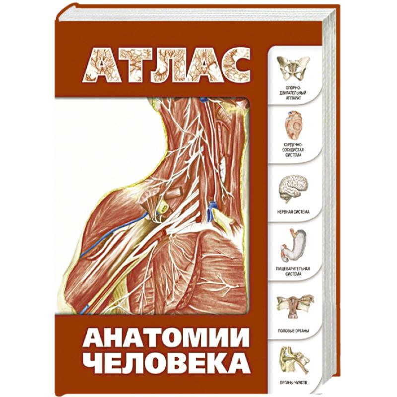 Атлас анатомии человека