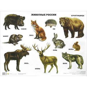 Животные России. Плакат.