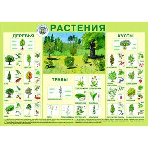 Растения. Плакат