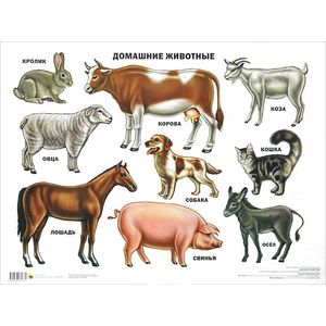 Домашние животные. Плакат.