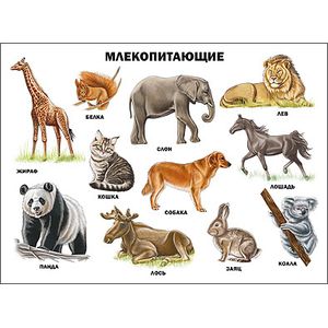Млекопитающие. Плакат.