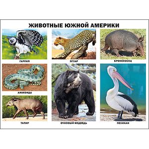 Животные Южной Америки. Плакат.