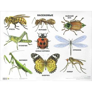 Насекомые. Плакат.