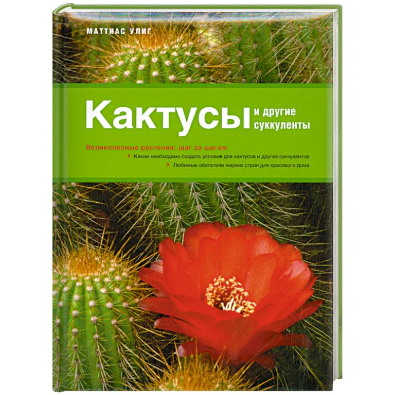 Кактусы и другие суккуленты
