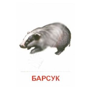 Раздаточные карточки 'Дикие животные -1' (63х87 мм)