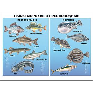 Рыбы морские и пресноводные. Плакат.