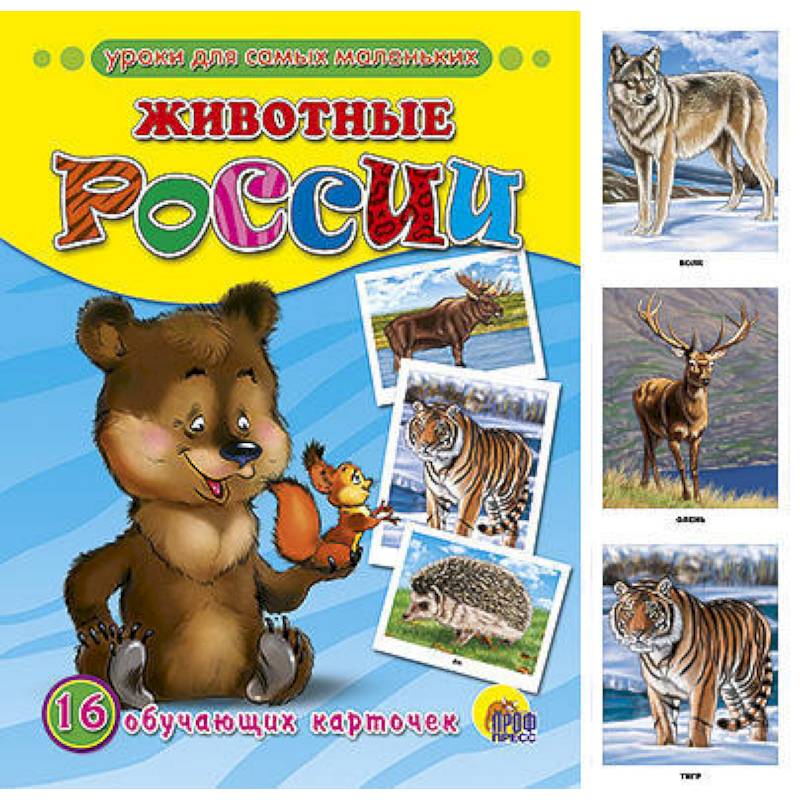 Обучающие карточки. Животные России