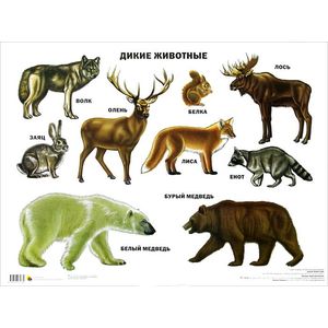 Дикие животные. Плакат.