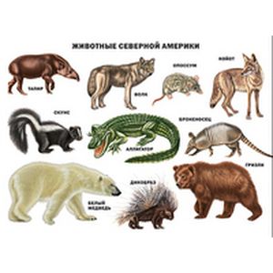 Животные Северной Америки. Плакат.