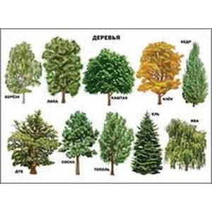 Деревья. Плакат.