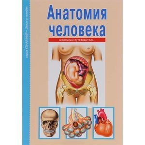 Анатомия человека. Школьный путеводитель