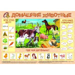 Домашние животные. Плакат