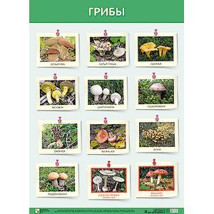 Грибы