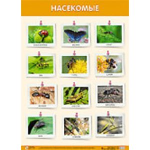 Плакат 'Насекомые'