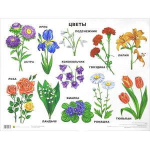 Цветы. Плакат.