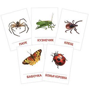 Насекомые (набор из 16 карточек)