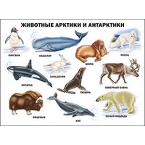 Животные Арктики и Антарктики. Плакат.