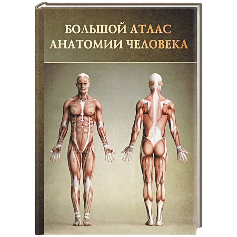 Большой атлас анатомии человека