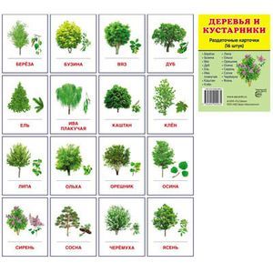 Раздаточные карточки. Деревья и кустарники.