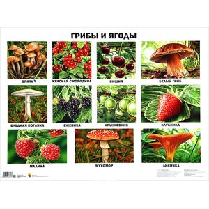 Грибы и ягоды. Плакат.