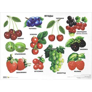 Ягоды. Плакат.