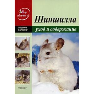 Шиншилла: уход и содержание в домашних условиях