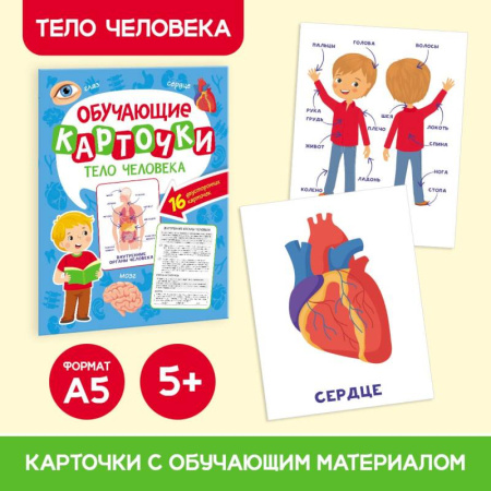 Книги для дошкольников (4-6 лет), книга Тело человека, 16 двусторонних карточек купить по низкой цене