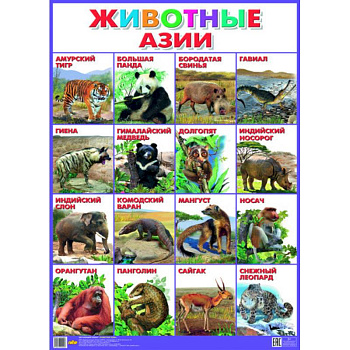 Плакат. Животные Азии (550х770)