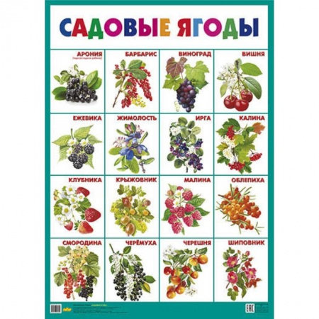 Окружающий мир, книга Садовые ягоды. Плакат купить по низкой цене