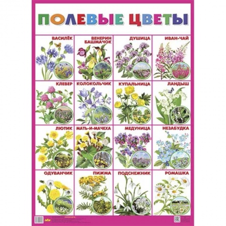 Животный и растительный мир, книга Плакат 'Полевые цветы' купить по низкой цене