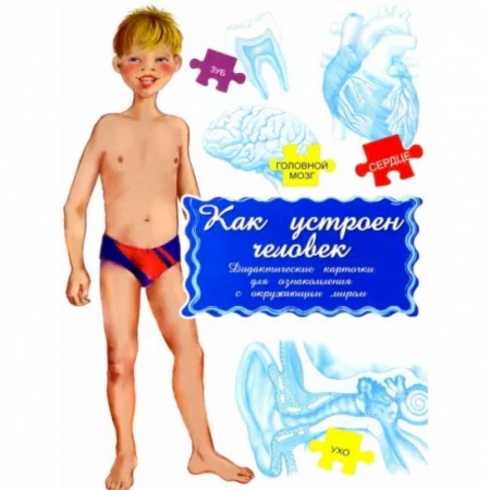 Человек. Земля. Вселенная, книга Дидактические карточки. Как устроен человек? купить по низкой цене