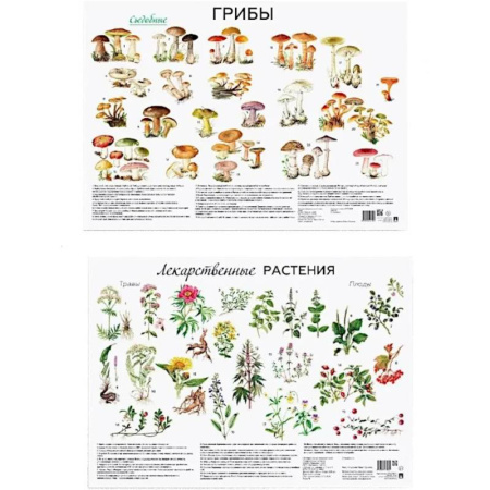 Грибы. Справочники. Определители, книга Грибы. Лекарственные растения (комплект из 2 плакатов) купить по низкой цене