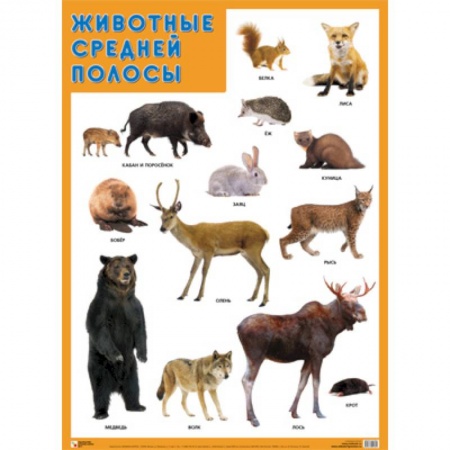 Животный и растительный мир, книга Животные средней полосы купить по низкой цене