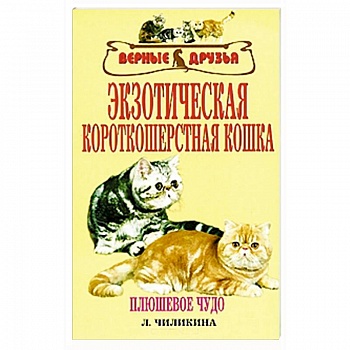 Экзотическая короткошерстная кошка Экзотическая короткошерстная кошка