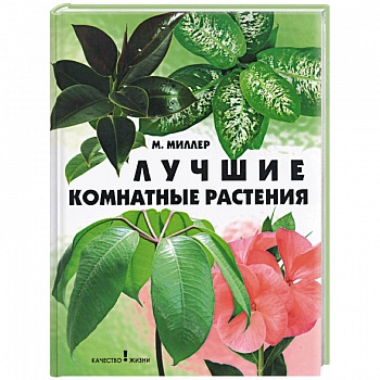 Лучшие комнатные растения Лучшие комнатные растения