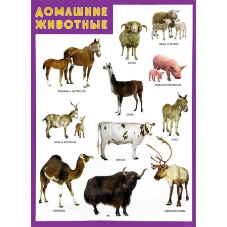 Книги, книга Домашние животные. Плакат купить по низкой цене