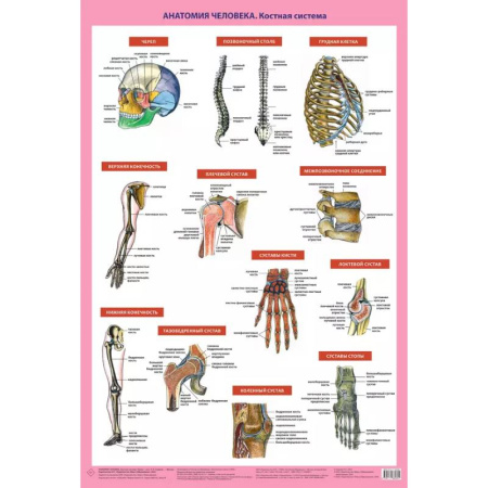 Анатомия и физиология человека, книга Анатомия человека. Костная система (в тубусе) купить по низкой цене