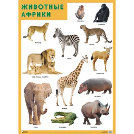 Животный и растительный мир, книга Животные Африки купить по низкой цене