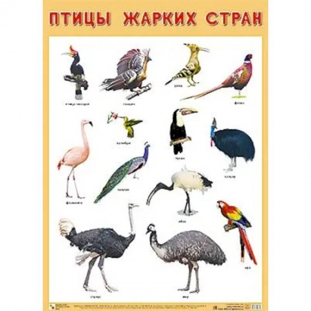 Животный и растительный мир, книга Плакат. Птицы жарких стран купить по низкой цене
