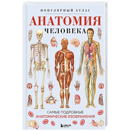 Анатомия и физиология человека, книга Анатомия человека. Популярный атлас. Самые подробные анатомические изображения купить по низкой цене