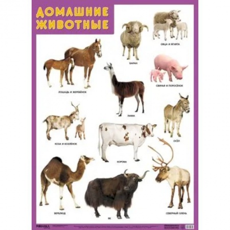 Животный и растительный мир, книга Воздушный транспорт купить по низкой цене