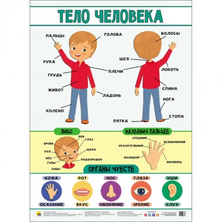 Книги для дошкольников (4-6 лет), книга Плакат. Тело человека купить по низкой цене