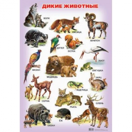Животный и растительный мир, книга Дикие животные. Плакат купить по низкой цене