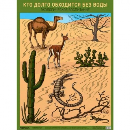 Животный и растительный мир, книга Кто долго обходится без воды. Экологическое воспитание. А2. купить по низкой цене