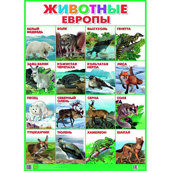 Плакат. Животные Европы (550х770)