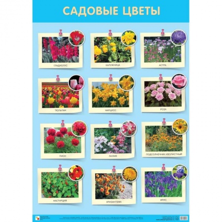 Развитие общих способностей, книга Садовые цветы купить по низкой цене